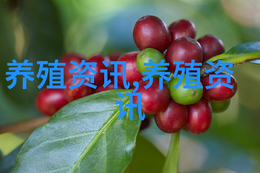 鸡代亲本生产能力不足